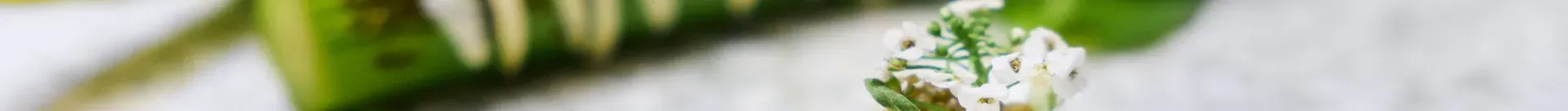 Plateaux repas | Declerck Traiteur